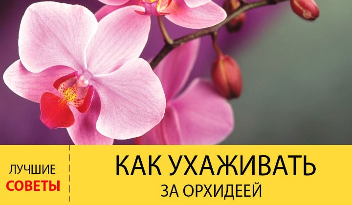 Как ухаживать за орхидеями